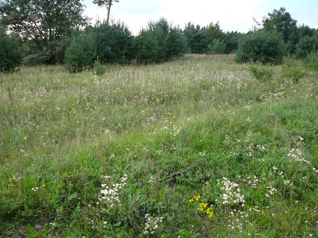 Raukenblttriges Greiskraut Senecio erucifolius Sept 2010 Viernheimer Glockenbuckel Blumen 098