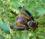 Raupenfliege Phasia hemiptera kl.