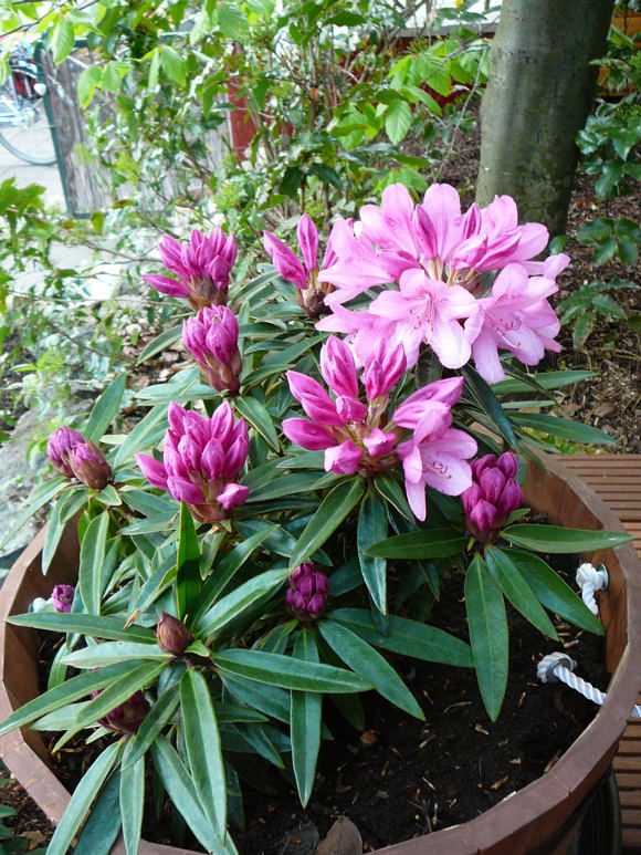 Rhododendron April 2010 Viernheimer Heide + Garten 046