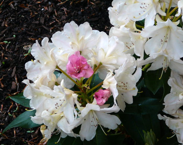 Rhododendron Mai 2010 Huett Blumen Insekten 001