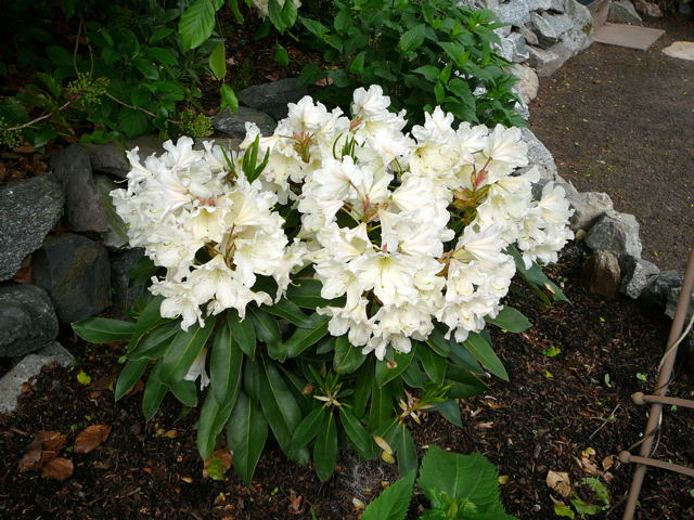 Rhododendron Mai 2010 Huett Blumen Insekten 007