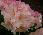 Rhododendron kl.