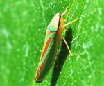 Rhodododendronzikade, Graphocephala fennahi kl.