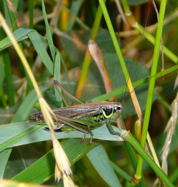 Roesels Beischrecke Metrioptera roeselii -Weibchen Juli 09 Biotop Rote Erde Lorsch 014