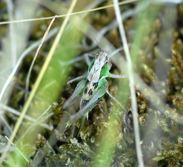 Roesels Beischrecke Metrioptera roeselii  Juli 09 Biotop Rote Erde Lorsch NIKON 136