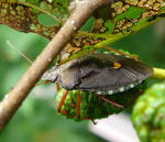 Rotbeinige Baumwanze (Pentatoma rufipes) kl.