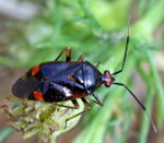 Rote Weichwanze-Deraeocoris ruber kl.