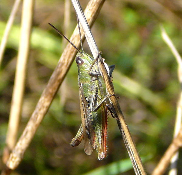 Rotleibige Grashpfer (Omocestus haemorrhoidalis) Weibchen Sept 2010 Huett Garten u. Schafe Viernheimer Heide 129