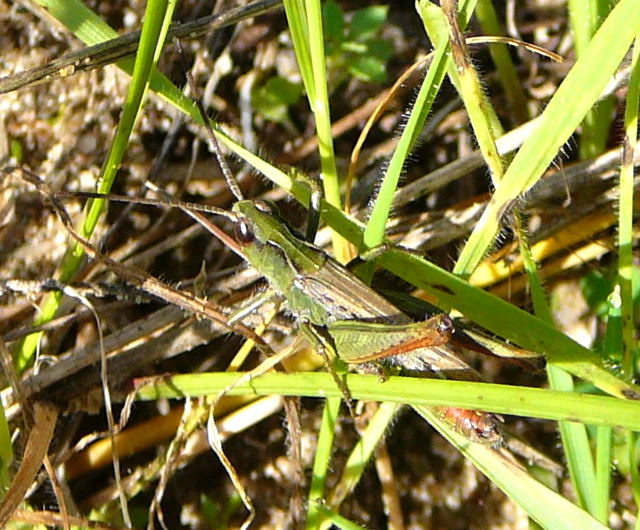 Rotleibige Grashpfer (Omocestus haemorrhoidalis) Weibchen Sept 2010 Huett Garten u. Schafe Viernheimer Heide 130