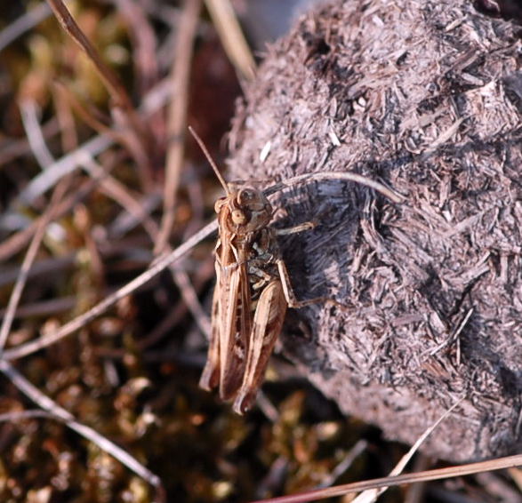 Rotleibiger Grashpfer (Omocestus haemorrhoidalis) Weibchen, Juli 09 Biotop Rote Erde Lorsch NIKON 070