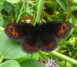 Rundaugen-Mohrenfalter (Erebia medusa) kl.