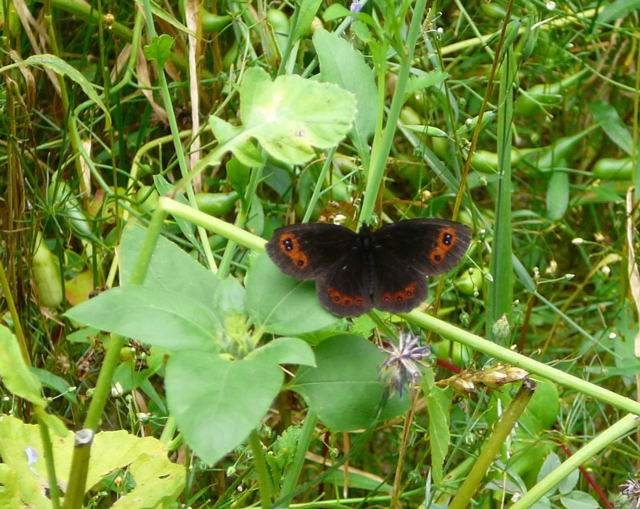 Rundaugen-Mohrenfalter (Erebia medusa) Urlaub 2009 uhlstaedt 048