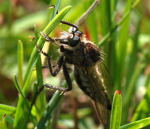 Sbel-Raubfliege Dysmachus trigonus kl.