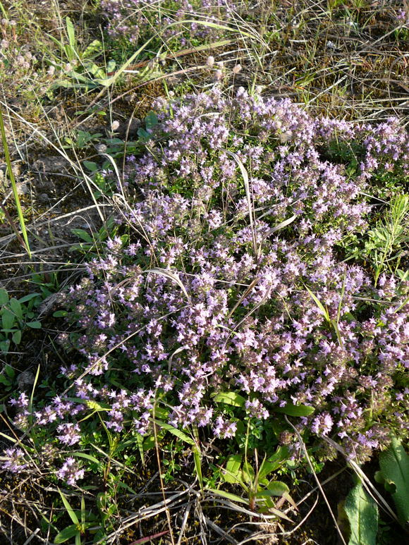 Sand-Thymian Sept 2010 Viernheimer Glockenbuckel Blumen 139