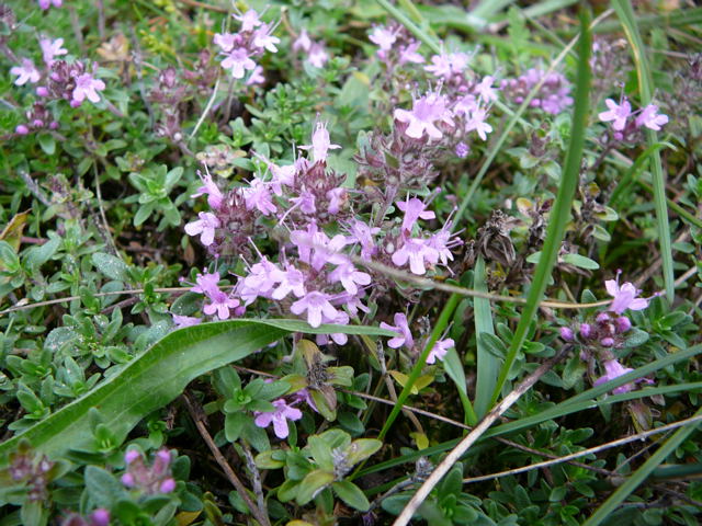 Sand-Thymian (Thymus serpyllum) Sept 2010 Huett u. Viernheimer Glockenbuckel Insekten 060