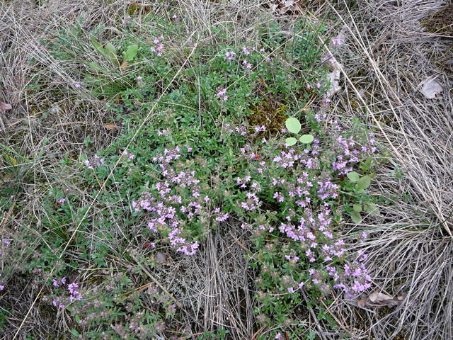 Sand-Thymian (Thymus serpyllum) Sept 2010 Huett u. Viernheimer Glockenbuckel Insekten 075