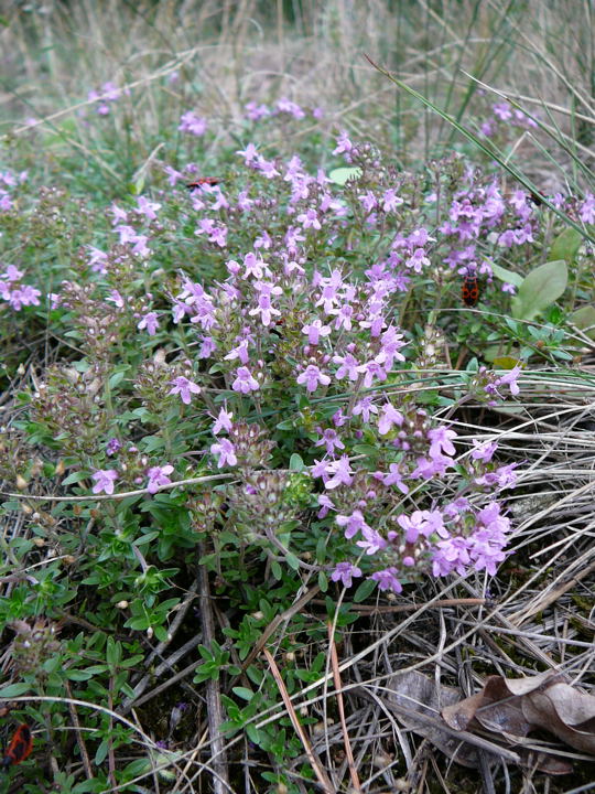 Sand-Thymian (Thymus serpyllum) Sept 2010 Huett u. Viernheimer Glockenbuckel Insekten 076