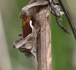 Schafgarben-Silbereule, (Macdounnoughia confusa) kl.