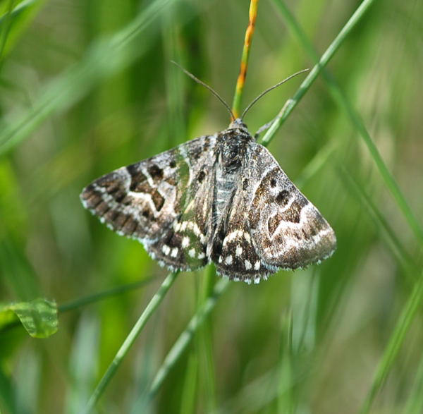 Scheck-Tageule (Callistege mi) Nikon Mai 09 Schmetterlinge u. Insekten Viernheimer Heide 005