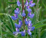 Schmalblttrige Lupine kl.