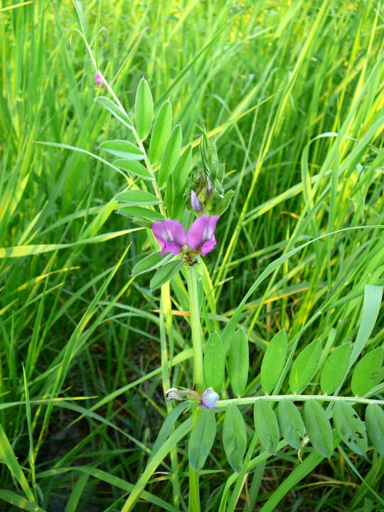 Schmalblttrige Wicke Vicia angustifolia Mai 2008 Httenfeld Wildblumen 027