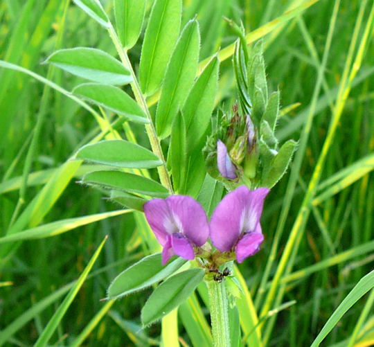 Schmalblttrige Wicke Vicia angustifolia Mai 2008 Httenfeld Wildblumen 027a