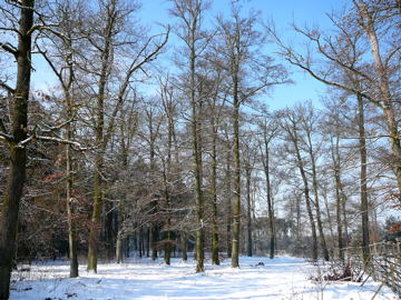 Viernheimer Wald 