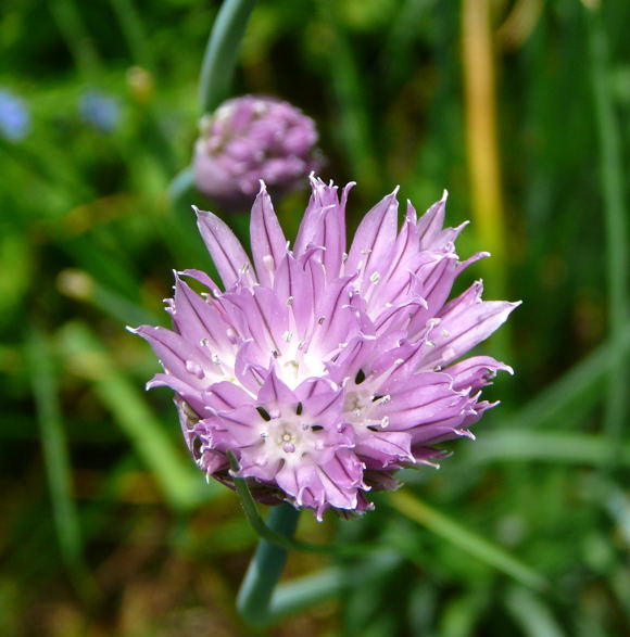 Schnittlauch Nikon Mai 09 Schmetterlinge u. Insekten Viernheimer Wald 035