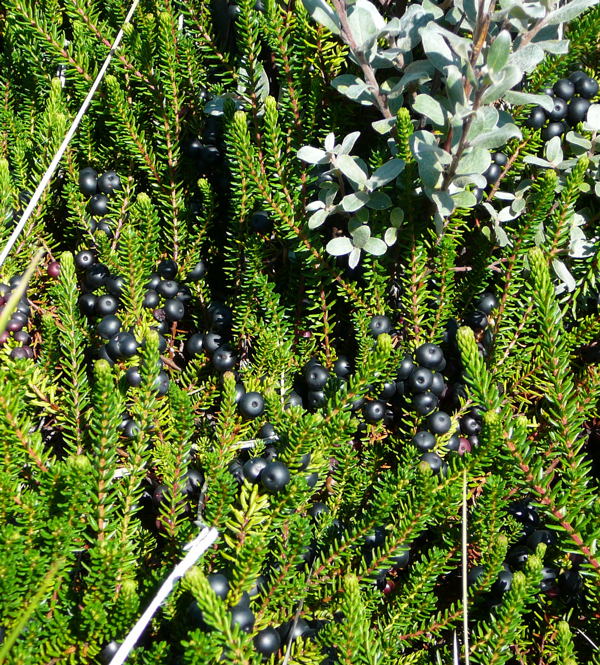 Schwarze Krähenbeere (Empetrum nigrum) Urlaub 2010 3.8.Sylt 074