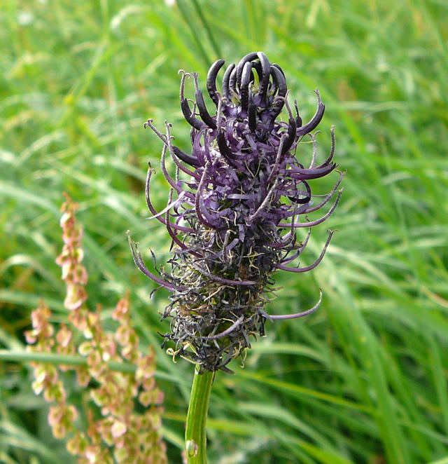 Schwarze Teufelskralle Phyteuma nigrum Mai 09 Ilbeshausen, Hohenrodskopf, Taufstein und Hochmoor 027