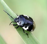 Schwarzweie Erdwanze (Tritomegas bicolor) kl.