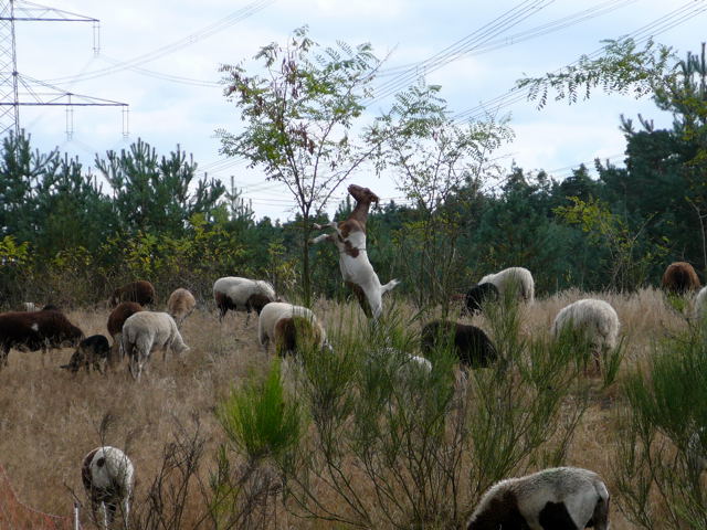 Sep 2009 Viernheimer Heide, Ziege und Schafe