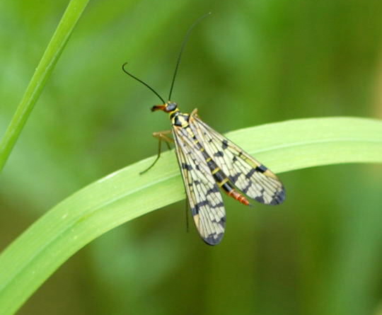 Skorpionsfliege Panorpa communis Mai 2008 Wildblumen, Schmetterlinge 161