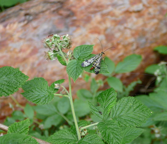 Skorpionsfliege Panorpa communis, Weibchen Mai 2008 Viernheimer Wald 077