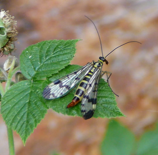 Skorpionsfliege Panorpa communis, Weibchen Mai 2008 Viernheimer Wald 078