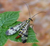 Skorpionsfliege, Weibchen kl.