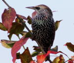 Star (Sturnus vulgarus) kl.