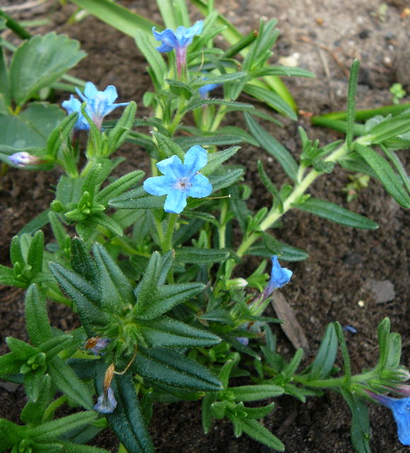 Steinsame Lithodora diffusa April 2011 Gartenblumen Insekten Huett 025