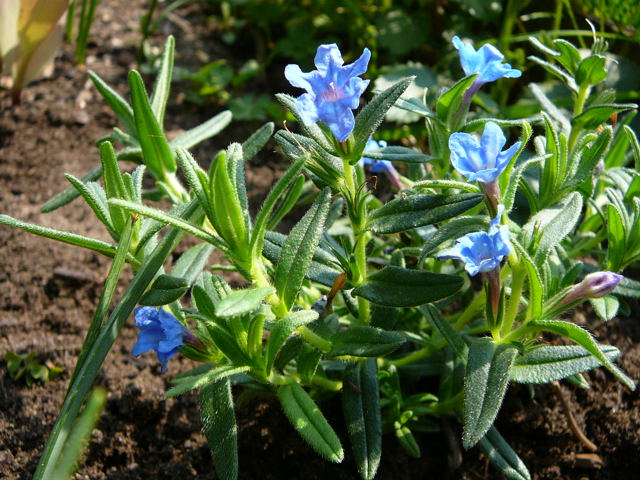 Steinsame Lithodora diffusa April 2011 Gartenblumen Insekten Huett 027