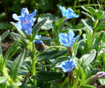 Steinsame Lithodora diffusa kl.