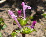 Stengelumfassende Taubnessel (Lamium amplexicaule).kl.