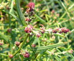 Strandmelde (Atriplex cf. litoralis) kl.