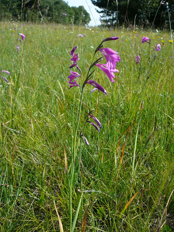 Sumpf-Gladiole Gladiolus palustris Urlaub 2011 7.7.Koenigsbrunner Heide bei Augsburg 036