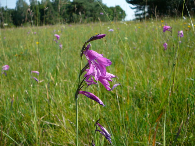 Sumpf-Gladiole Gladiolus palustris Urlaub 2011 7.7.Koenigsbrunner Heide bei Augsburg 037