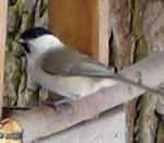 Sumpfmeise (Parus palustris)  kl.