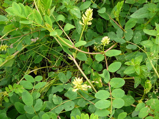 Sholz-Tragant (Astragalus glycyphyllos) Juni 2008 Annweiler Trifels Naturpark Pflzer Wald 096