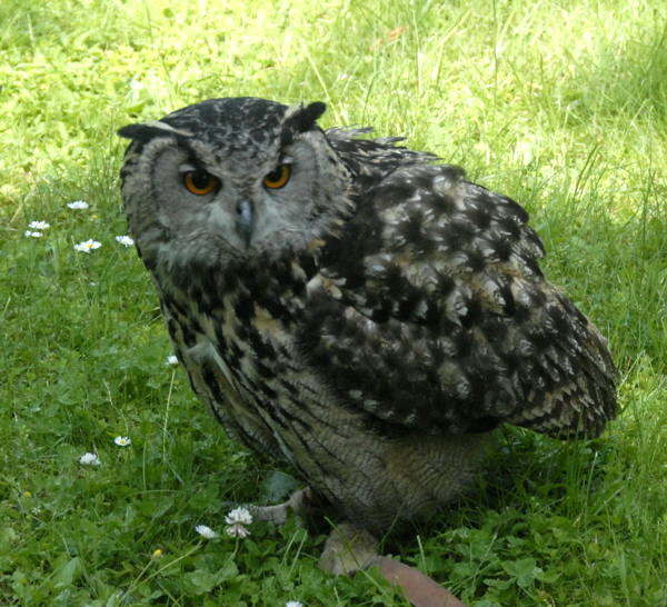 Uhu Bubo bubo Juni 2010 Heidelberg Zoo NIKON 080