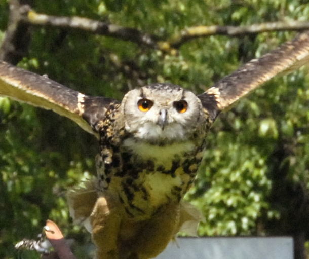 Uhu Bubo bubo Juni 2010 Heidelberg Zoo NIKON 093