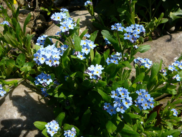 Vergimeinnicht April 09 Insekten & Wildblumen Htt 007