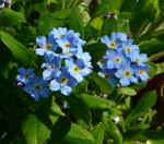 Vergimeinnicht  Myosotis sylvatica kl.